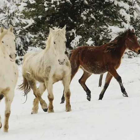Apartmán Pagony Piheno Farm