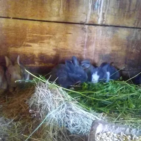 Pagony Piheno Farm *