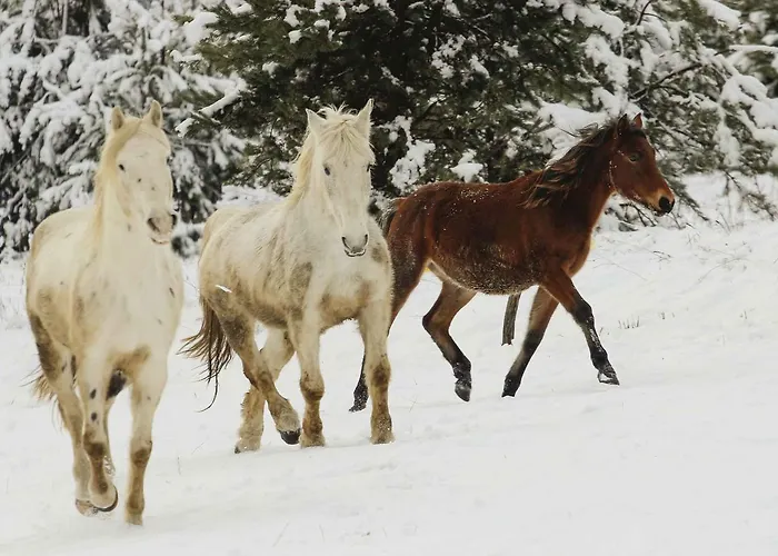 Apartmán Pagony Piheno Farm