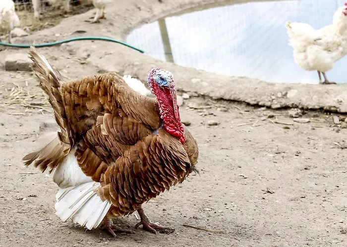 Apartmán Pagony Piheno Farm