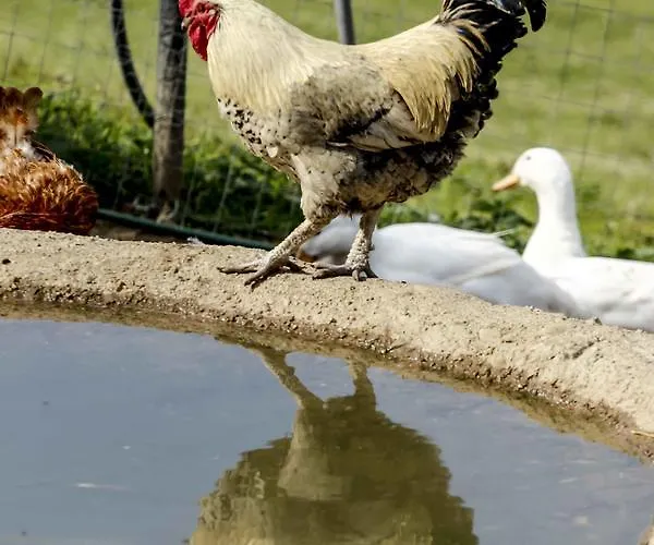 Pagony Piheno Farm Apartmán