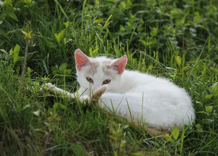 Pagony Piheno Farm Apartmán *