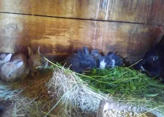 Pagony Piheno Farm *