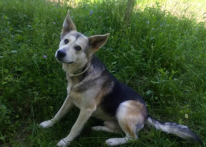 Pagony Piheno Farm Orfalu