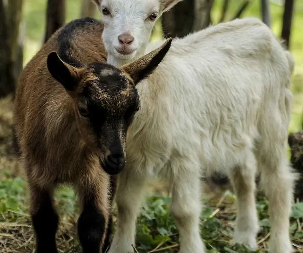 Pagony Piheno Farm * Orfalu