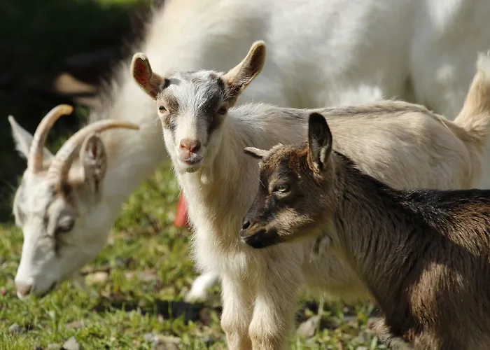 Pagony Piheno Farm Orfalu